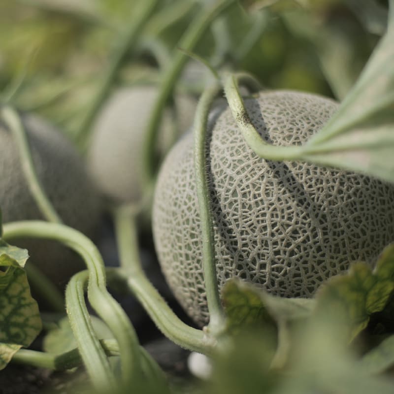 ご自宅用メロン4～6玉/箱(約8kg)【2025年販売終了】 商品画像3