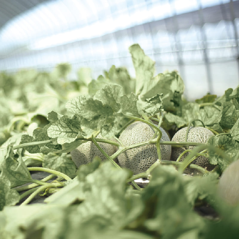 ご自宅用メロン4～6玉/箱(約8kg)【2025年販売終了】 商品画像4