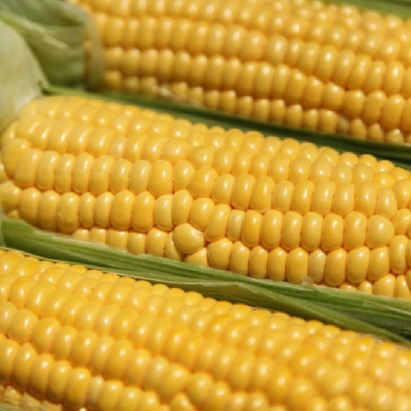 美瑛のとうきび 白と黄色 各6本【2025年販売終了】 商品画像4