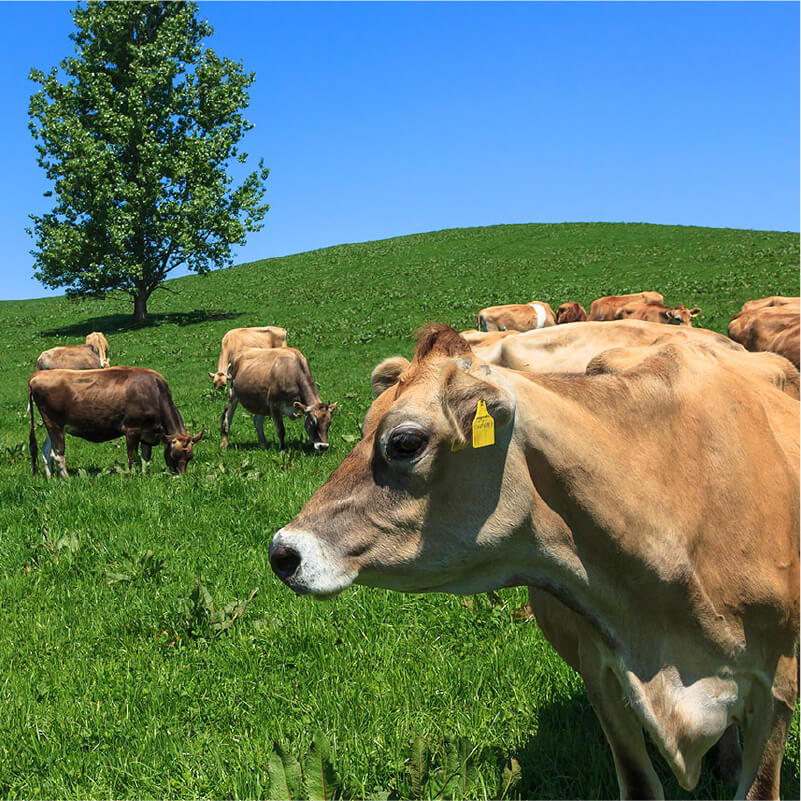 【お歳暮】美瑛放牧酪農場チーズ詰め合わせセット 商品画像3