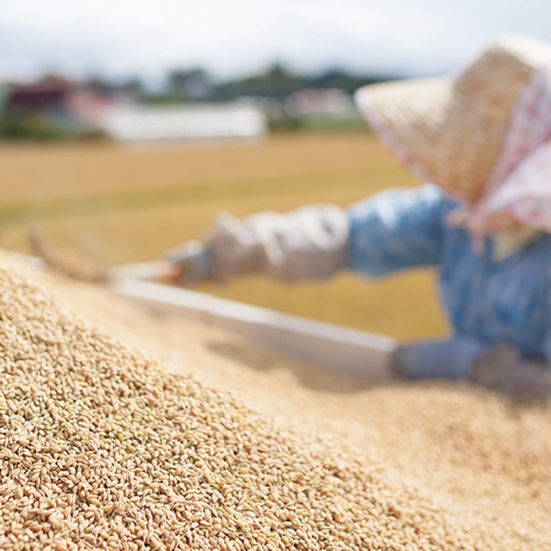 無洗米美瑛産ななつぼし 300g 商品画像3