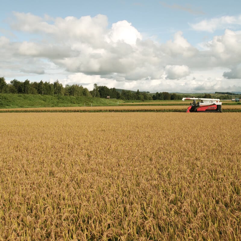美瑛産ゆめぴりか 10kg 商品画像2
