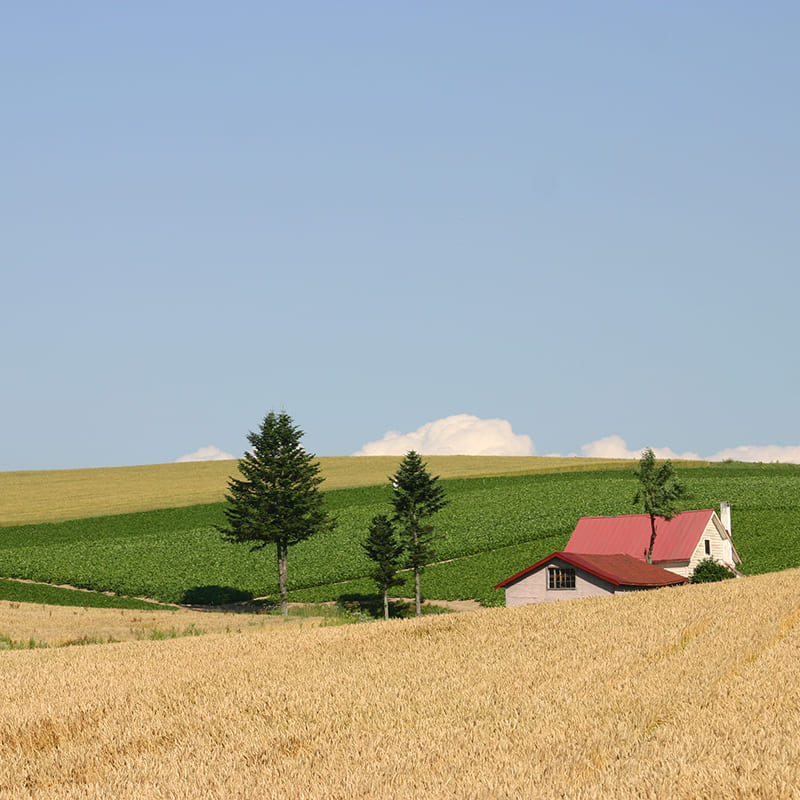 美瑛産中力小麦粉【きたほなみ】 1kg 商品画像2