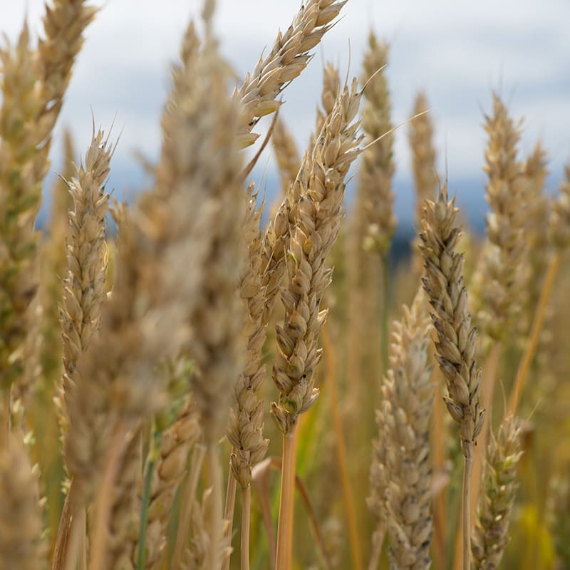 美瑛産中力小麦粉【きたほなみ】 1kg 商品画像3