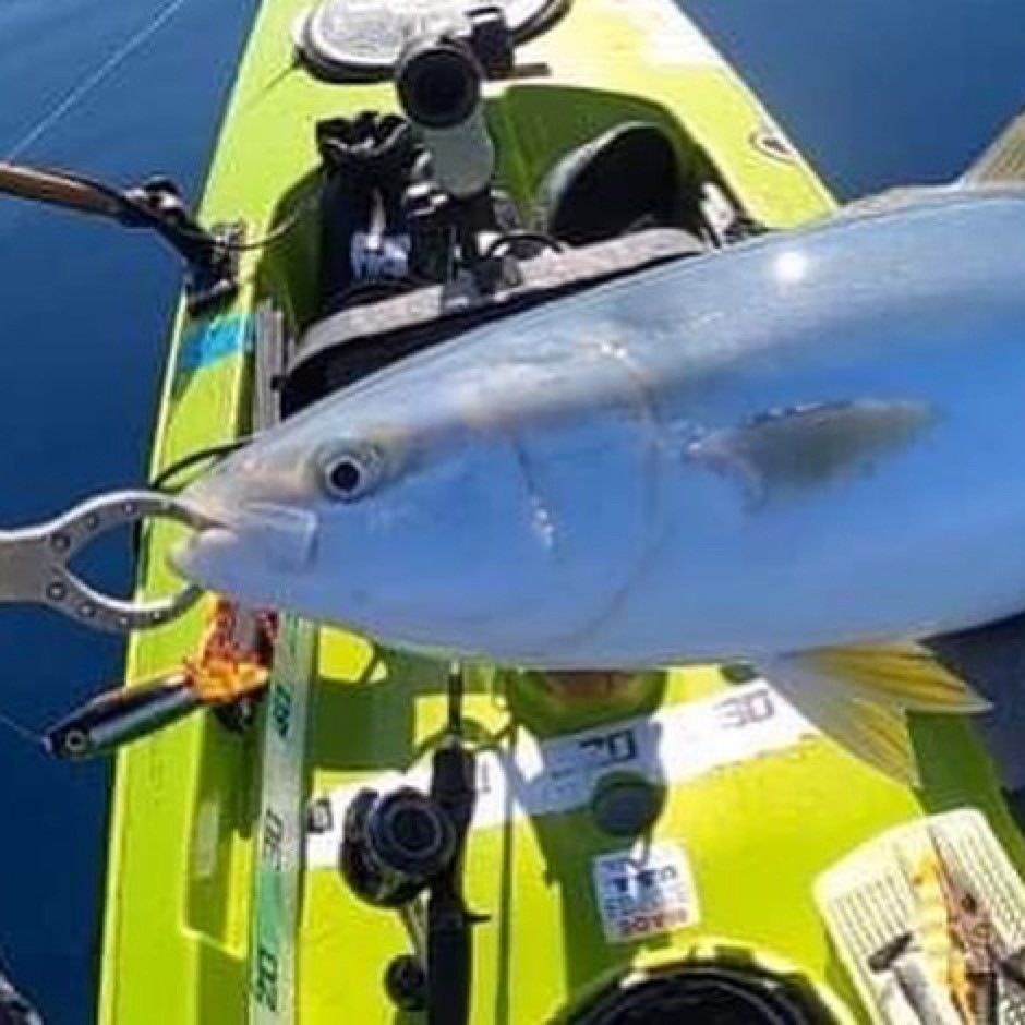 bifarr Maccheroniマッケローニ 「ごる！」カラー