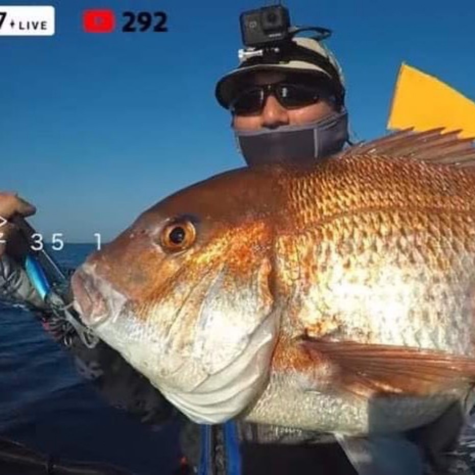 bifarr Maccheroniマッケローニ 「ごる！」カラー