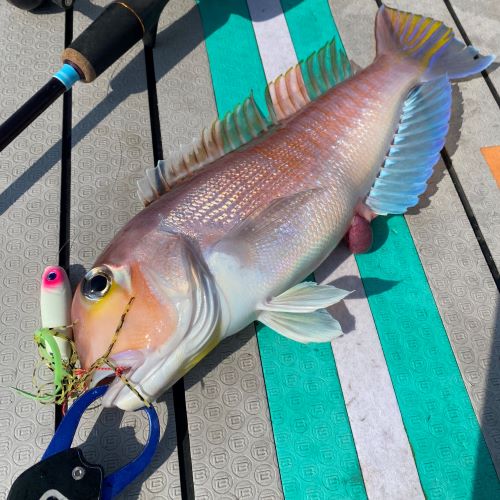 bifarr Maccheroniマッケローニ 「ごる！」カラー