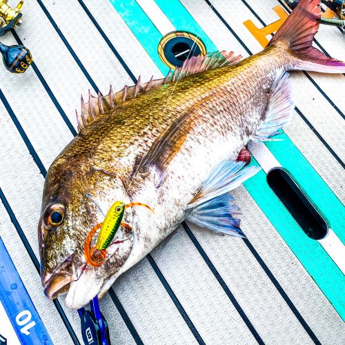 bifarr Maccheroniマッケローニ 「ごる！」カラー