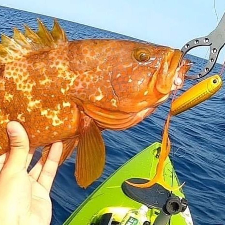 bifarr Maccheroniマッケローニ ご当地カラー「松原サンライズ」