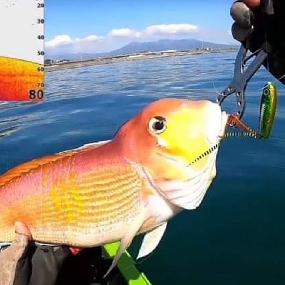 bifarr Maccheroniマッケローニ ご当地カラー「松原サンライズ」