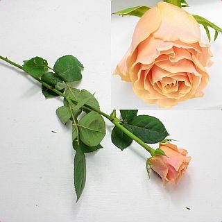 �����������Х顡�񻺡ʵ��ʡ�����������������ˡ����ܡ�����ԥǥ�����+