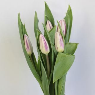 ���������������塼��åס��񻺡ʵ��ʡ������̥������ˡ������ܡ��ե�ߥ󥰥ե�å������ޤȤ�䡡�оݾ��ʢ�