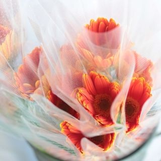 �������٥顡�񻺡ʵ��ʡ����̥������ˡ������ܡ�����󥸷Ϥ��ޤ���(�ե롼�ĥ�����)�����ޤȤ�䡡�оݾ��ʢ�