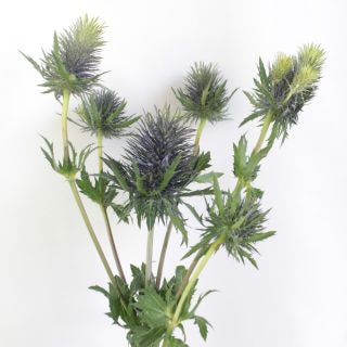 �����ǽ������������󥸥塼�ࡡ����Х֥����ʵ��ʡ���������������ˡ������ġ������ѡ��ΥС����ޤȤ�䡡�оݾ��ʢ�