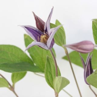 ������ޥ��������˥����ʵ��ʡ���������������ˡ������ܻ硡�֥롼�ԥ륨�åȡ����ޤȤ�䡡�оݾ��ʢ�