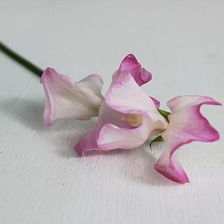 ���������ȥԡ����񻺡ʵ��ʡ����̥������ˡ��󣵣��ܥԥ󥯡������顡���ޤȤ�䡡�оݾ��ʢ�