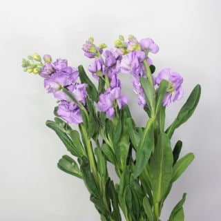 �����ǽ�����������ȥå����񻺡ʵ��ʡ������̣�������������ˡ������ܻ硡�ե��ߥ꡼�ޥ�󡡢��ޤȤ�䡡�оݾ��ʢ�