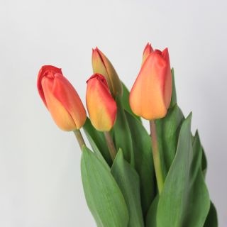 �����ǽ�����������塼��åס��񻺡ʵ��ʡ������̥������ˡ������ܥ���󥸡����٥顡���ޤȤ�䡡�оݾ��ʢ�