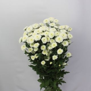 �����ǽ�����������ץ졼�ơ��٥ȥʥ໺�ʵ��ʡ���������������ˡ������ܡ���Ϥ��ޤ���(������)�����ޤȤ�䡡�оݾ��ʢ�