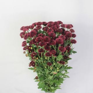 �����ǽ�����������ץ졼�ơ��٥ȥʥ໺�ʵ��ʡ���������������ˡ������ܡ����󥸷Ϥ��ޤ���(������)�����ޤȤ�䡡�оݾ��ʢ�