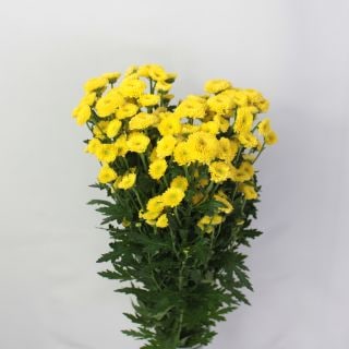 �����ǽ�����������ץ졼�ơ��٥ȥʥ໺�ʵ��ʡ���������������ˡ������ܡ������Ϥ��ޤ���(������)�����ޤȤ�䡡�оݾ��ʢ�