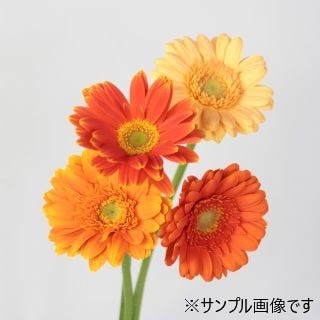 ��������䢥�����٥顡�񻺡ʵ��ʡ����̥������ˡ������ܡ�����󥸷Ϥ��ޤ��������ޤȤ�䡡�оݾ��ʢ�