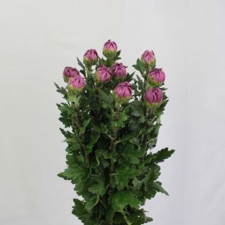 ��������䢥�ֵơ��񻺡ʵ��ʡ����極�����ˡ��������֡��ֽ�˧�����ޤȤ�䡡�оݾ��ʢ�