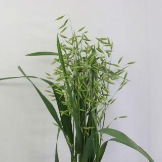 �������Ͳ������ޤ��������饹�८���񻺡ʵ��ʡ�����������������ˡ������ܡ���ǵ��ʥ����ġˡ����ޤȤ�䡡�оݾ��ʢ�