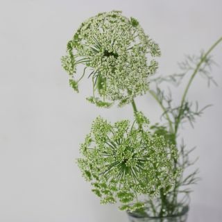 �������Ͳ������ޤ��������֡��졼���ե����񻺡ʵ��ʡ�����������������ˡ������ܡ����꡼��ߥ��ȡ����ޤȤ�䡡�оݾ��ʢ�