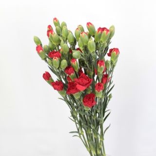 ��������䢡�����͡�����󡦥��ץ졼���٥ȥʥ໺�ʵ��ʡ�����������إ������ˡ��������֡��ǥ�ݥ͡����ޤȤ�䡡�оݾ��ʢ�