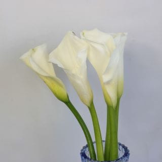 ��������䢡���顼���񻺡ʵ��ʡ�����������������ˡ������򡡥ۥ磻�ȥȡ��������ޤȤ�䡡�оݾ��ʢ�