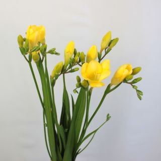 ��������䢡�ե꡼�������񻺡ʵ��ʡ���������������ˡ������ܲ��������饸�󡦻ޡ����ޤȤ�䡡�оݾ��ʢ�