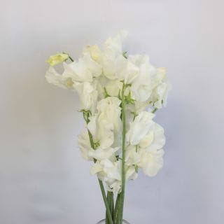 ���������ȥԡ����񻺡ʵ��ʡ����Уͥ������ˡ��������򡡿�����Ϥ�����ޤȤ�䡡�оݾ��ʢ�