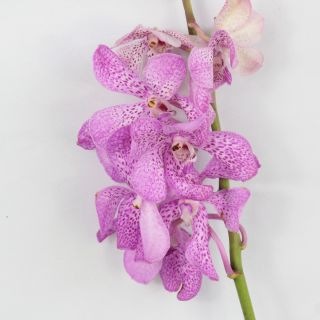 ���⥫�顡�������ʵ��ʡ����̥������ˡ������ܥԥ󥯡�������륵�ե����������ޤȤ�䡡�оݾ��ʢ�