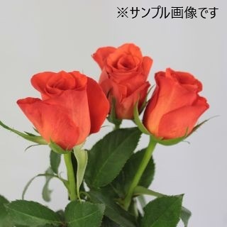 バラ一覧(花束加工も可能) | ビックフラワー
