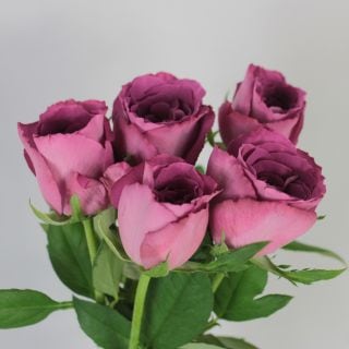 �����������Х顡�񻺡ʵ��ʡ�����������������ˡ����ܡ��䥮�ѡ��ץ�