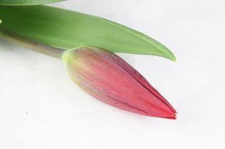 �����塼��åס��񻺡ʵ��ʡ������̥������ˡ��������֡����ȥ��󥰥�֡����ޤȤ�䡡�оݾ��ʢ�