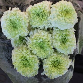 �������Ͳ������ޤ������εơ��񻺡ʵ��ʡ����̽��������ˡ����ܡ�E�����ޤȤ�䡡�оݾ��ʢ�