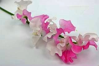 ���������ȥԡ����񻺡ʵ��ʡ��̣��إ������ˡ������ܡ������������ޤȤ�䡡�оݾ��ʢ�