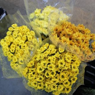 �����ץ졼�ơ��ޥ졼�������ʵ��ʡ����̥������ˡ����ܡ������Ϥ��ޤ��������ޤȤ�䡡�оݾ��ʢ�