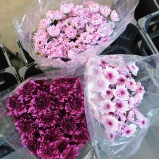 �����ץ졼�ơ��ޥ졼�������ʵ��ʡ����̥������ˡ����ܡ��ԥ󥯷Ϥ��ޤ��������ޤȤ�䡡�оݾ��ʢ�