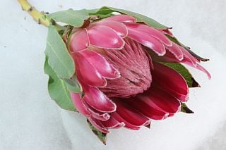 ���ͥ��ƥ��֥ե������ڥ��󻺡ʵ��ʡ���������������ˡ������֡��ץ��ƥ����֥��������ޤȤ�䡡�оݾ��ʢ�