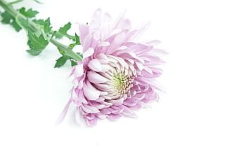 ���εơ��ޥ졼�������ʵ��ʡ�������̵���ˡ������ܥԥ󥯡��ۡ���ӥ롡���ޤȤ�䡡�оݾ��ʢ�