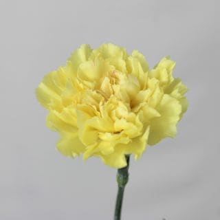 �������Ͳ������ޤ����������͡�������ء�������ӥ����ʵ��ʡ���������������ˡ������ܲ���������᥹�����ޤȤ�䡡�оݾ��ʢ�