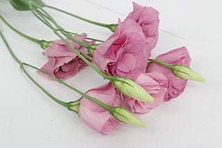 ��������䢥�ȥ륳�����祦���٥ȥʥ໺�ʵ��ʡ���������ţإ������ˡ������ܡ����٥饯�ꥢ�ԥ󥯡������ޤȤ�䡡�оݾ��ʢ�