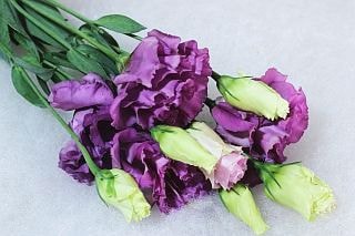 ��������䢥�ȥ륳�����祦���񻺡ʵ��ʡ�����������ؽ��������ˡ������ܡ�����ꥢ����٥���������ޤȤ�䡡�оݾ��ʢ�