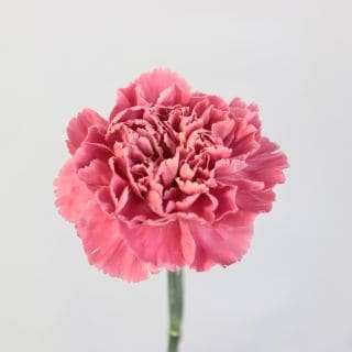 �������Ͳ������ޤ����������͡�������ء��������ɥ뻺�ʵ��ʡ���������������ˡ������ܥԥ󥯡��ȥߡ��ߥʥߡ����ޤȤ�䡡�оݾ��ʢ�