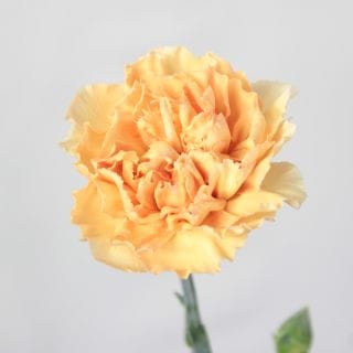 �������Ͳ������ޤ����������͡�������ء�������ӥ����ʵ��ʡ���������������ˡ������ܥ���󥸡�����ߥ������ޤȤ�䡡�оݾ��ʢ�