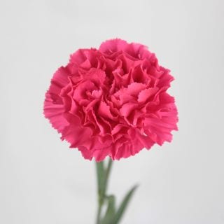 �������Ͳ������ޤ����������͡�������ء�������ӥ����ʵ��ʡ���������������ˡ������ܥԥ󥯡��ե������ȡ����ޤȤ�䡡�оݾ��ʢ�