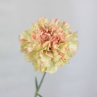 �������Ͳ������ޤ����������͡�������ء��񻺡ʵ��ʡ���������������ˡ������ܡ�����å������ޤȤ�䡡�оݾ��ʢ�